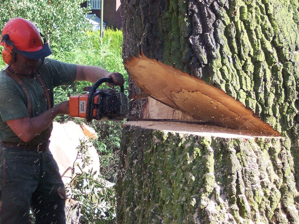 A Titirangi Trees arborist making a chainsaw cut in a large tree trunk