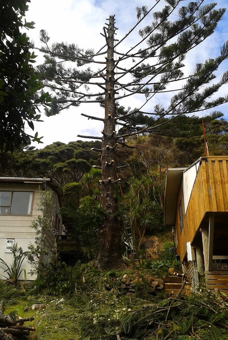 The right tree, right place