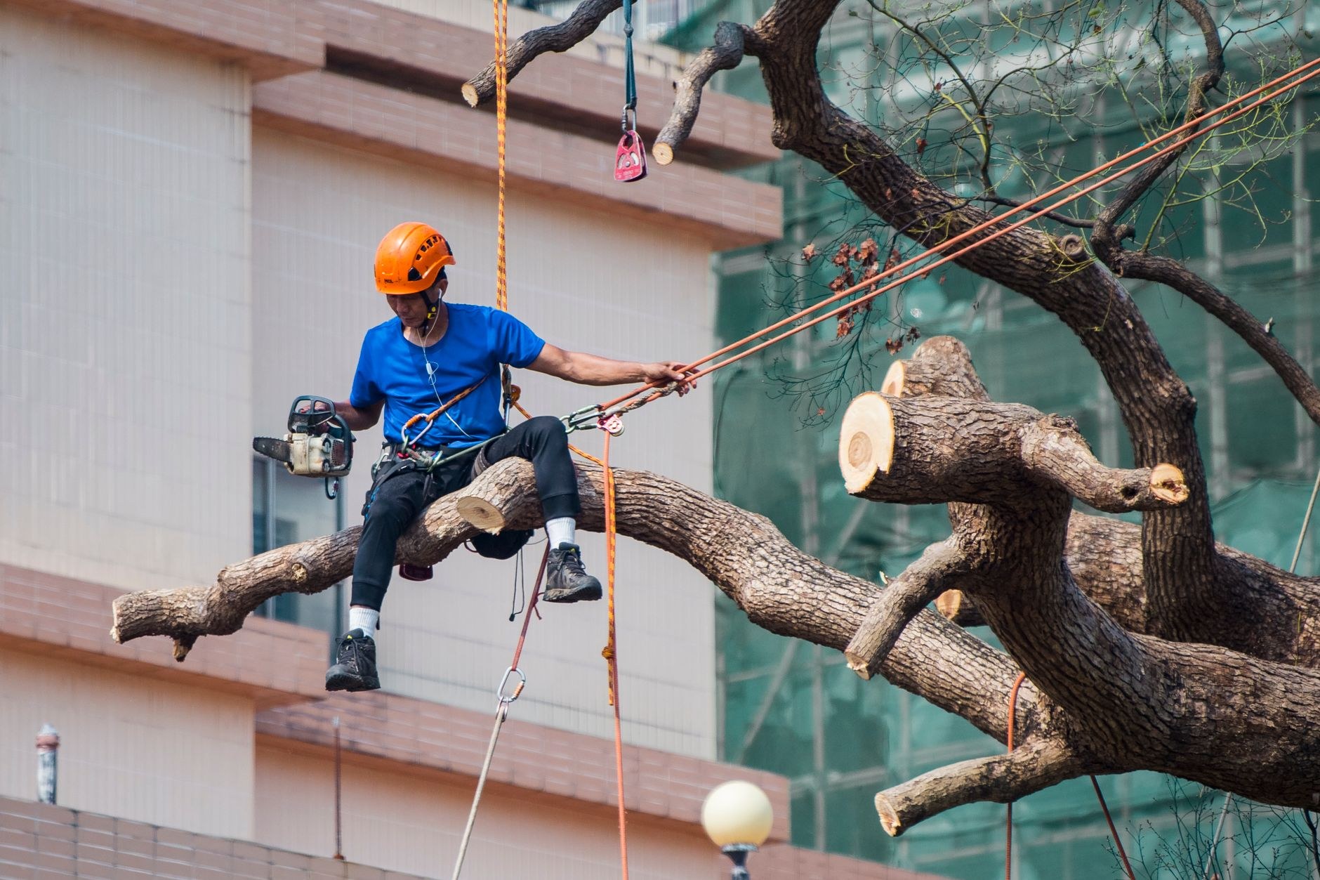 An arborist roped into a large tree