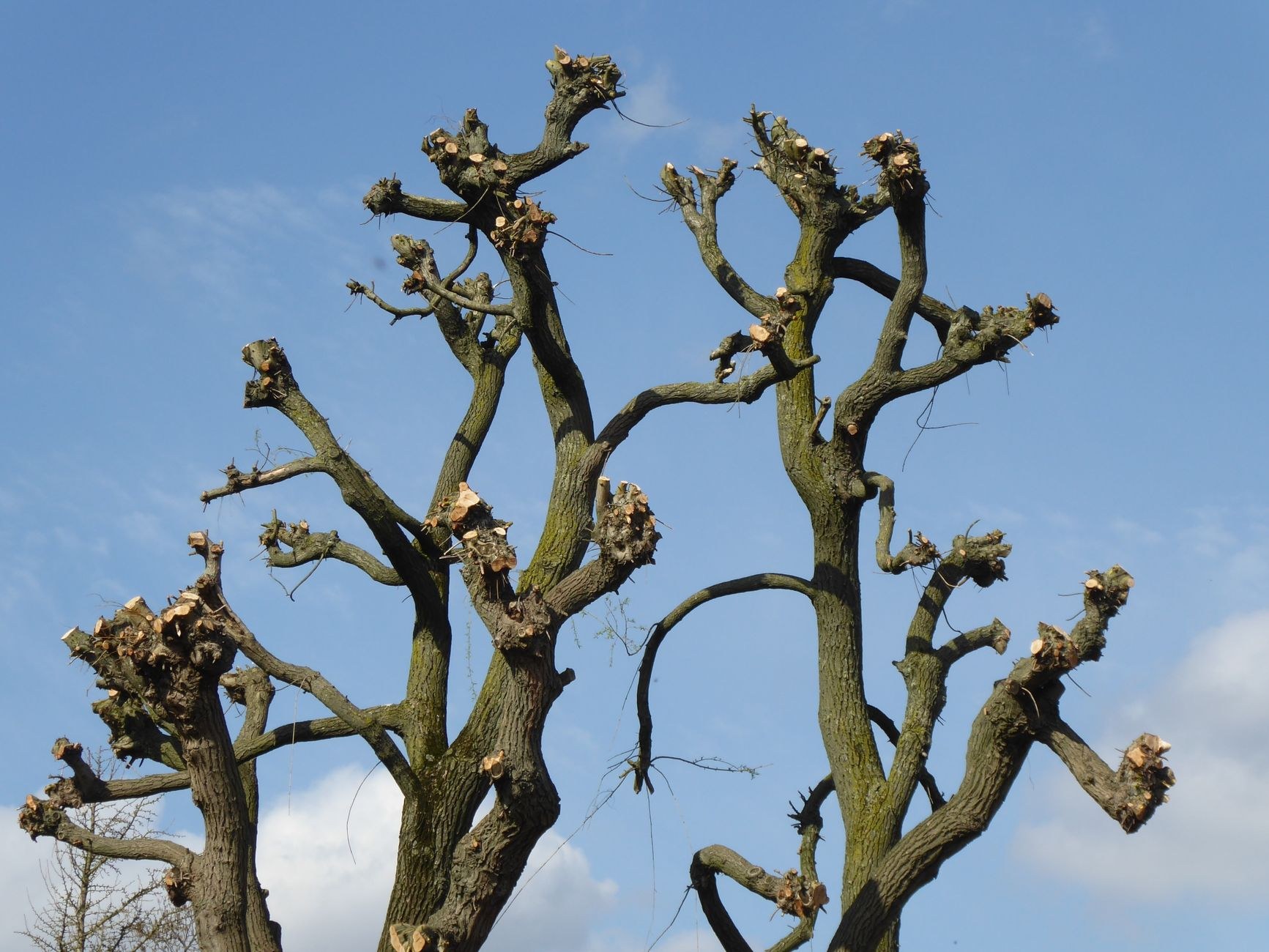 Established Auckland trees against the sky