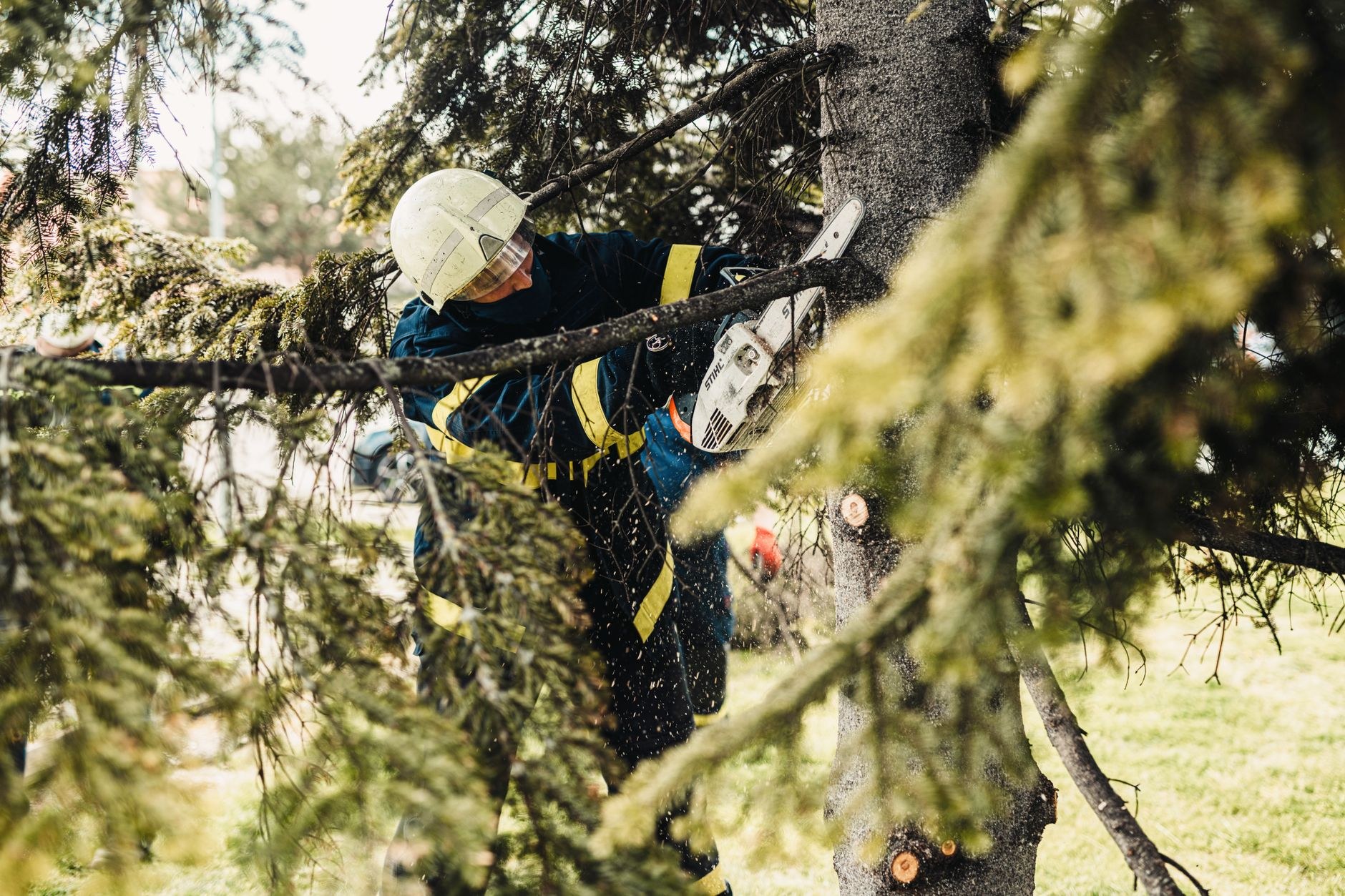 An arborist climbing a large tree with a chainsaw