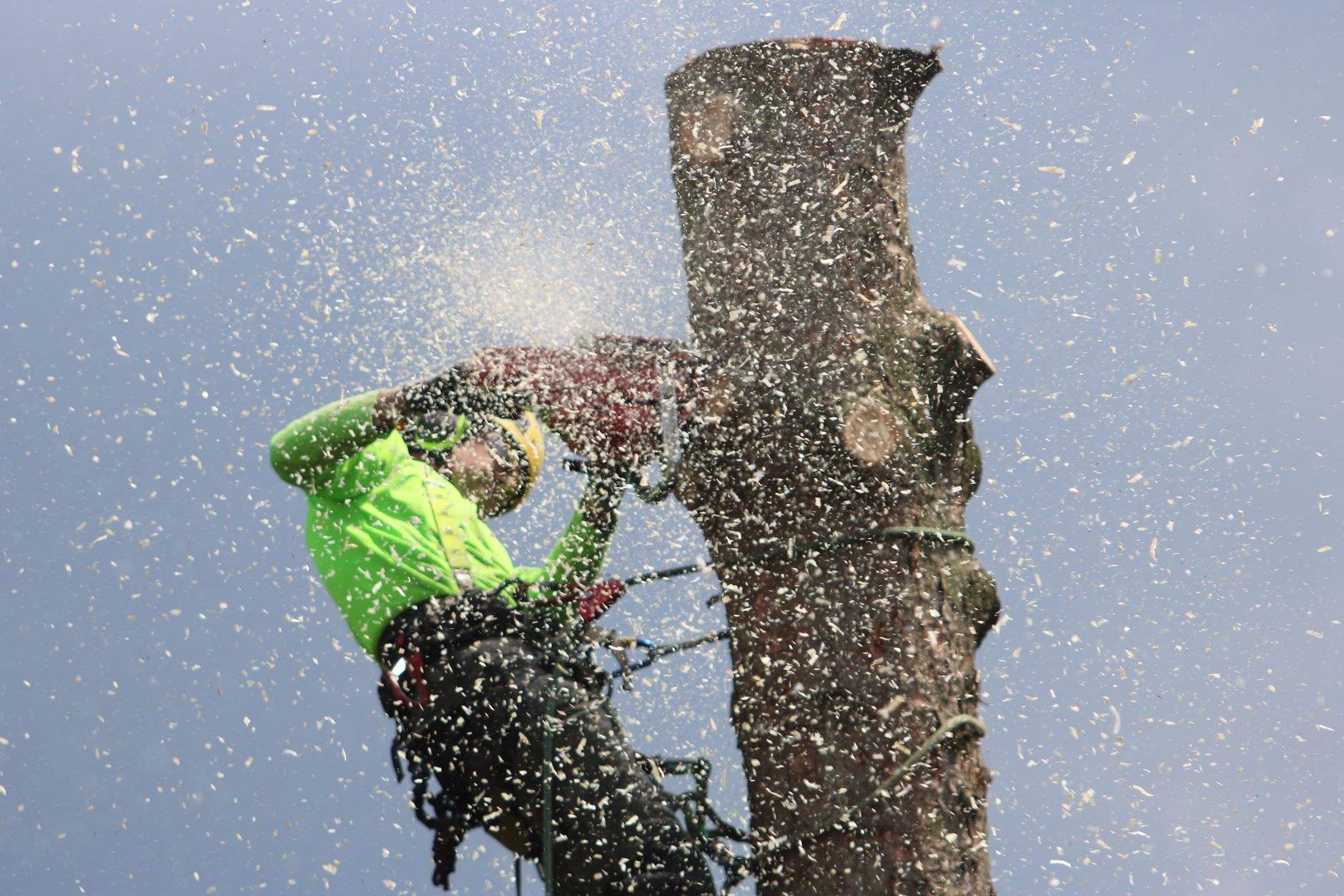 Tree Removal and Felling