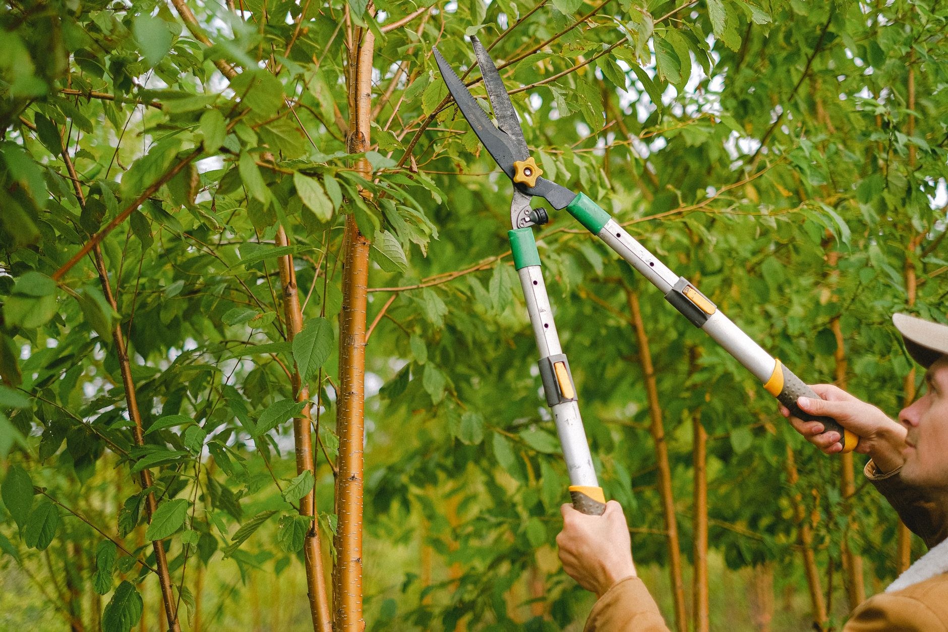 Arborist pruning a leafy branch