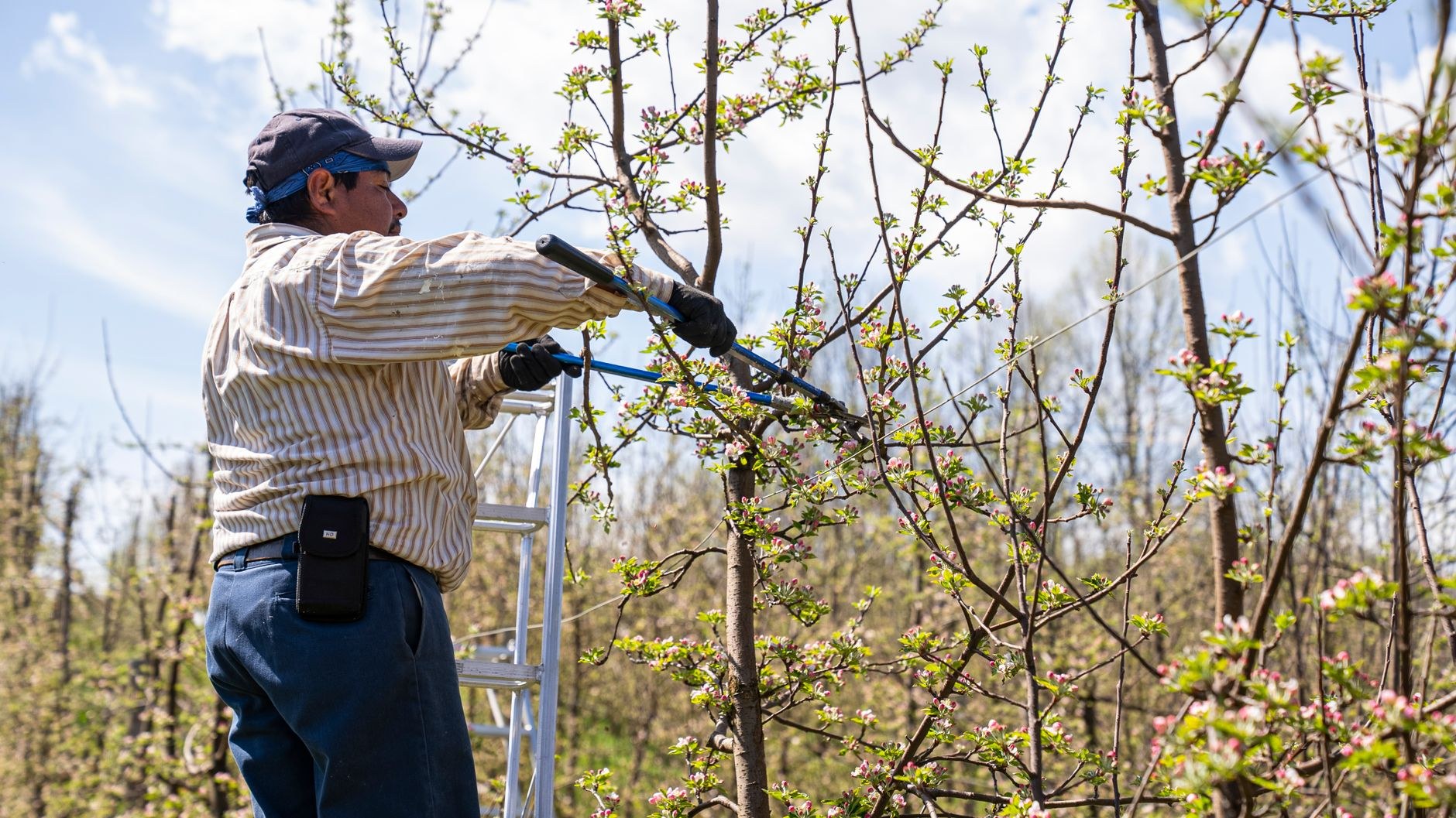 Seasonal pruning and maintenance