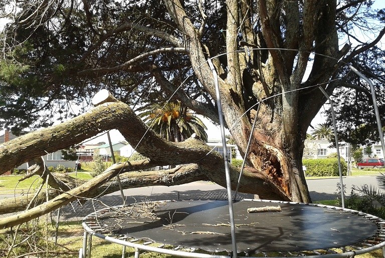 A large storm-broken branch brought down over a back yard