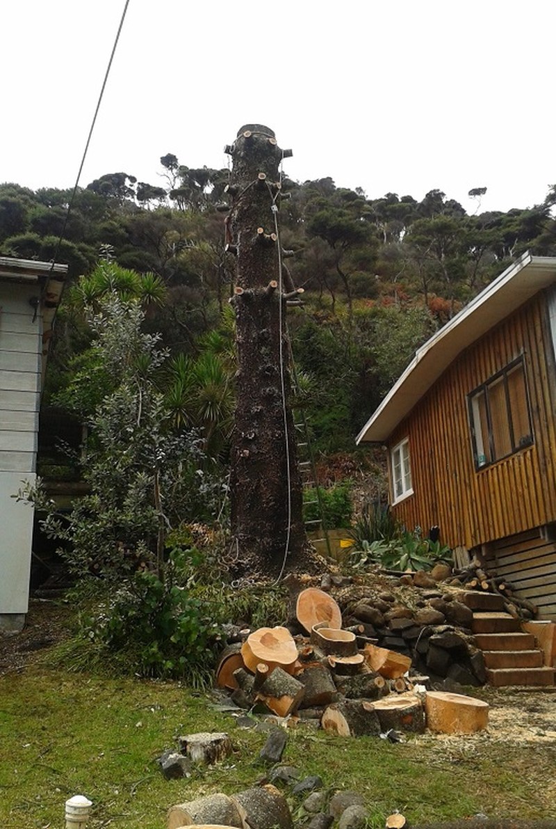 Cut firewood rounds stacked after a job