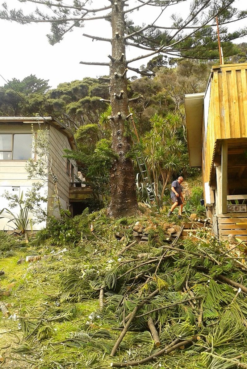 Careful tree work close to an Auckland house