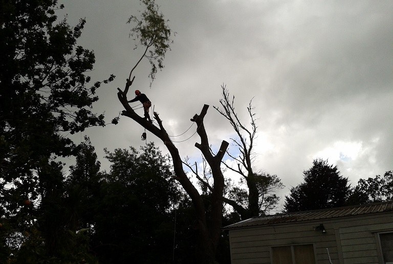 Storm-damaged branches against an Auckland sky